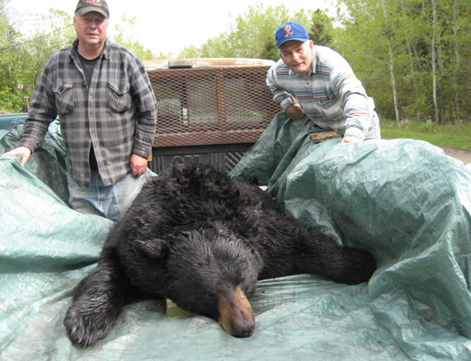 Bear